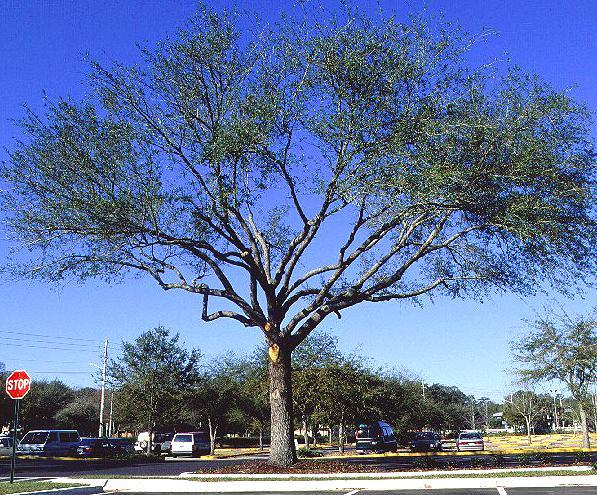 Copa desequilibrada árboles con el follaje concentrado en los extremos de las ramas debido a