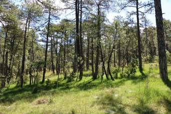Terreno espectacularmente bonito, muy variado y técnico en bosque de pino típico de