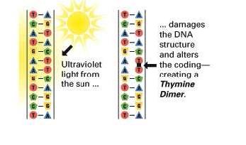 RADIACIONES UV Afectan a las moléculas de DNA