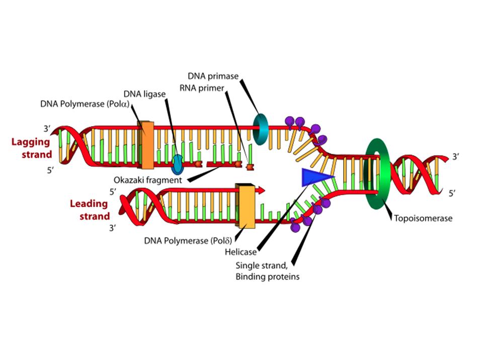 Proteínas involucradas en la replicación DNA ligasa: forma enlaces reparando los cortes en la molécula de DNA replicada DNA primasa: sintetizan los cebadores de ARN en los sitios de iniciación DNA