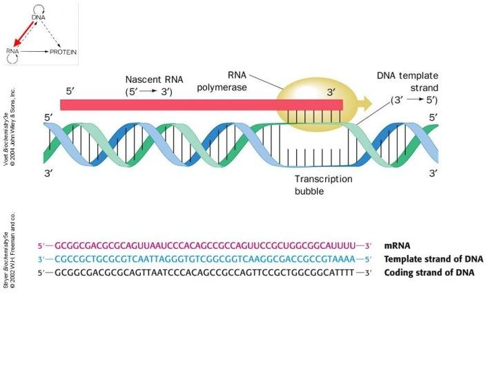 Síntesis de ARN La transcripción es el proceso de obtención de