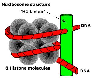 Síntesis de ARN La cadena de ARN crece en dirección 5 3. Esta dirección coincide con la síntesis de ADN.