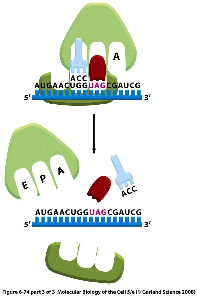 Terminación El proceso de terminación es de crítica importancia en la síntesis de proteínas.