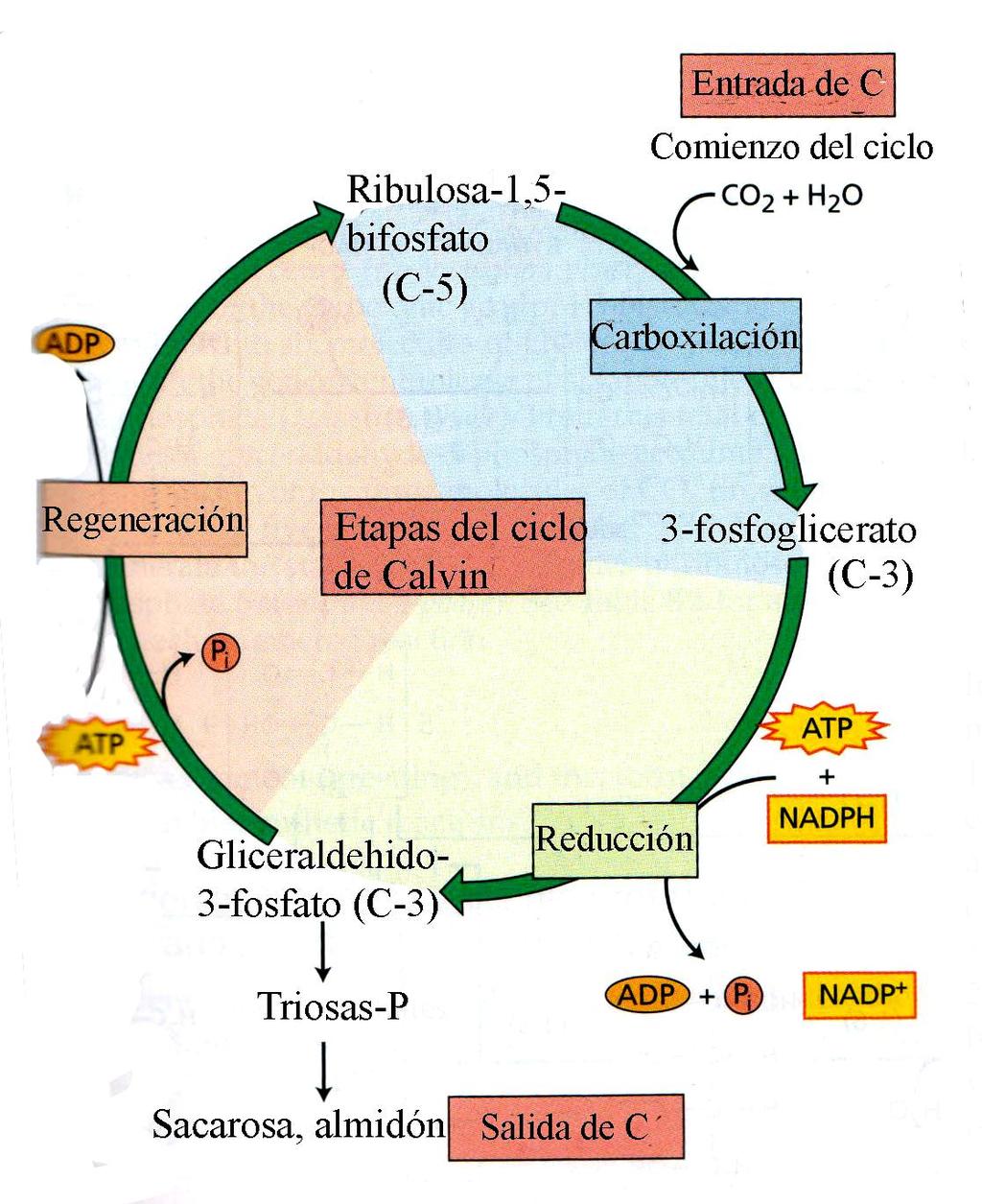 Ciclo reductivo de las pentosas fosfato (ciclo de Calvin) 3 CO 2 + 3 RudP