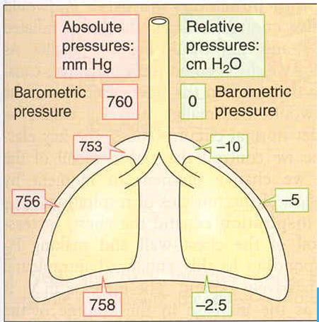 Ventilación-Perfusión Ventilación: mayor en las bases (alveolos más abiertos, menor presión alveolar respecto a bases