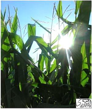 Si el tamaño de partícula es demasiado grande se va a dificultar la compactación porque queda mucho aire atrapado entre las capas de maíz picado.