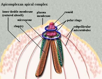 Complejo apical (Apicomplexa) Malaria grave P.