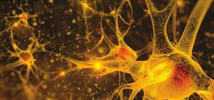 detallado Módulo V Neurosintergia Campo neuronal, plasticidad cerebral y campo cuántico La unidad psique-cerebro-soma desde la sintergética Taller de integración y solución dudas sobre el tema de los