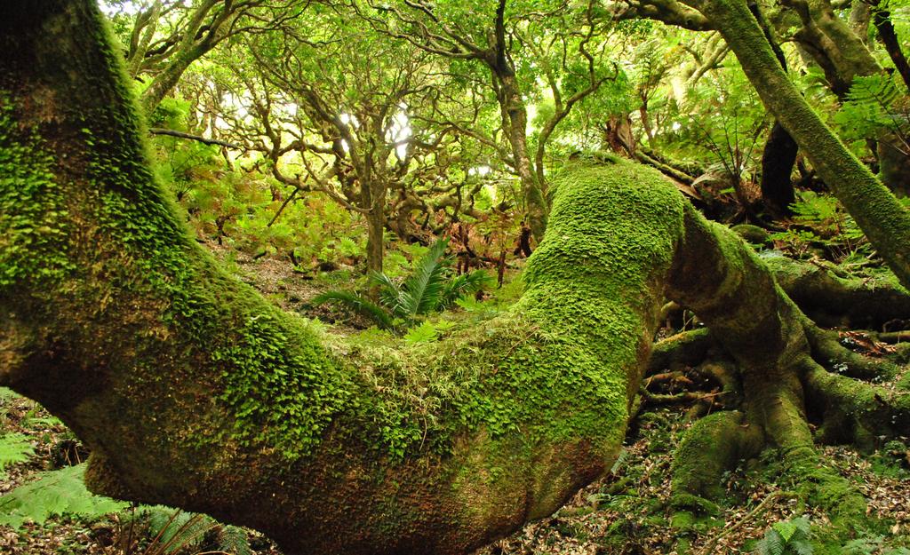 Foto: Bosque nativo maduro en la isla Robinson Crusoe (Créditos: Rodrigo Vargas) 1. Regeneración arbórea en el bosque endémico de isla Robinson Crusoe.