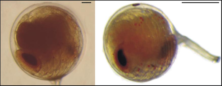Tamaño de los huevos Los huevos recién desovados son esféricos, pero a mediada que avanza el desarrollo embrionario se van haciendo cada vez más ovalados.