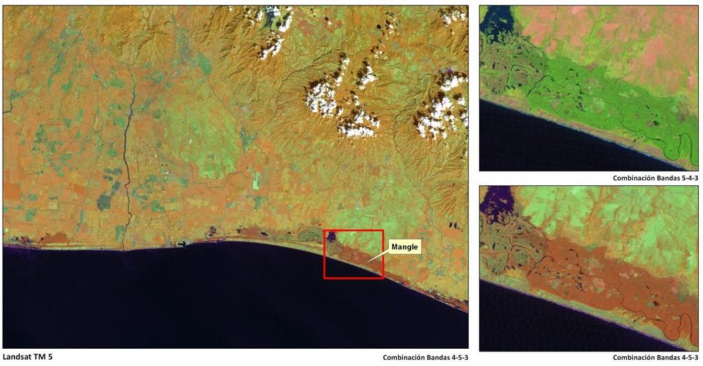 Para diferenciar visualmente la cobertura de mangle de otros tipos de vegetación se utilizó la combinación de bandas de las imágenes satelitales infrarojo cercano/ infrarojo medio /rojo, con esta
