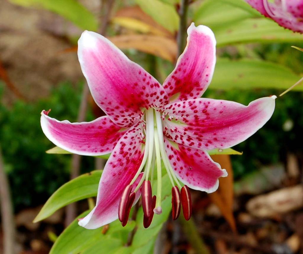 Liliaceae,