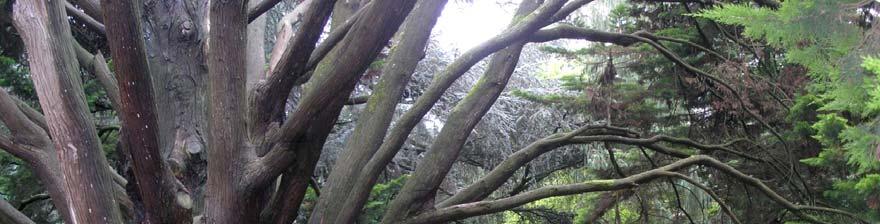 1. Espacios arbolados El parque del Thabor se caracteriza por poseer una espléndida colección de especies arbóreas que incluye una buena