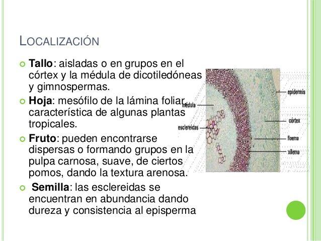 El Esclerénquima: Tejido presente en lugares que ya no presentan crecimiento. (madurez del vegetal).