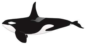 Nombres vernáculos Español Inglés Francés Portugués Alemán Italiano Orca Killer whale Orque, épaulard Orca Schwertwal Orca Taxonomía Burton M.