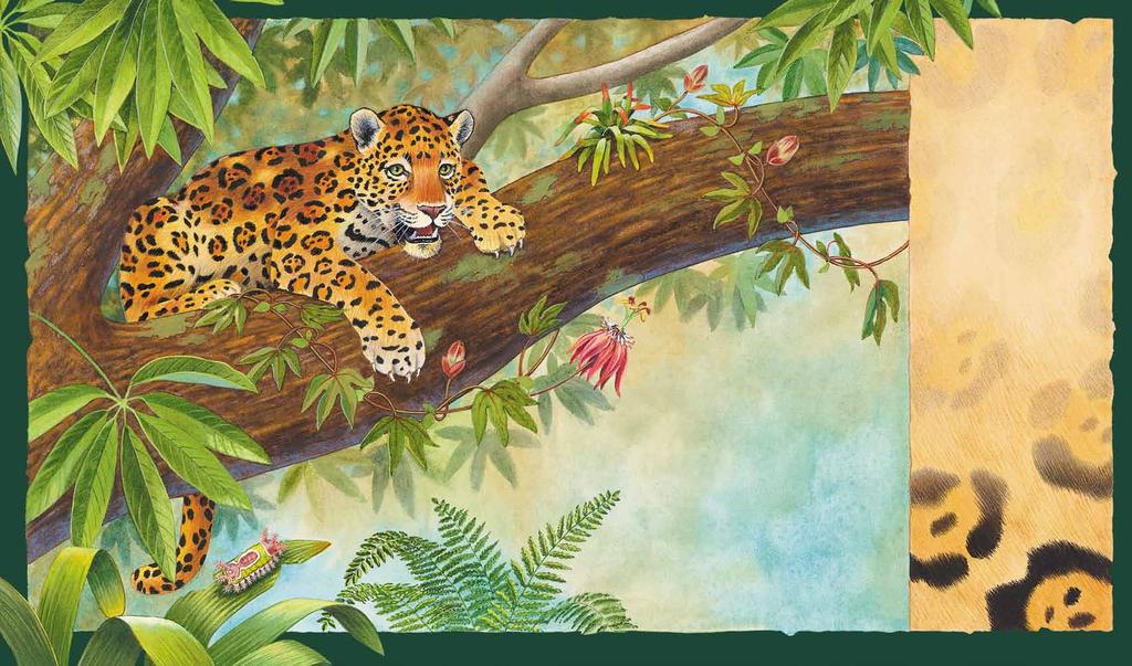 Las manchas en los jaguares los ayudan a esconderse en las sombras de la selva. Ellos pasan sus días cabeceando en las ramas de los árboles y en sus noches, cazando.