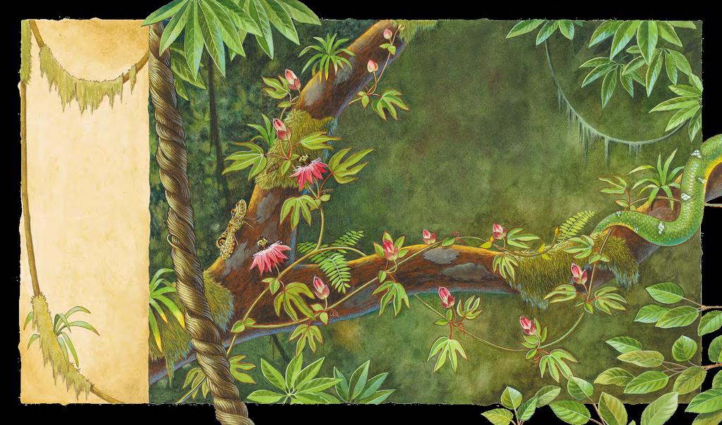 Las parras se enredan y trepan en los árboles buscando la luz. Las parras gruesas llamadas lianas usualmente, son tan gruesas como el brazo de un adulto. Ycerca al felino, había una liana.