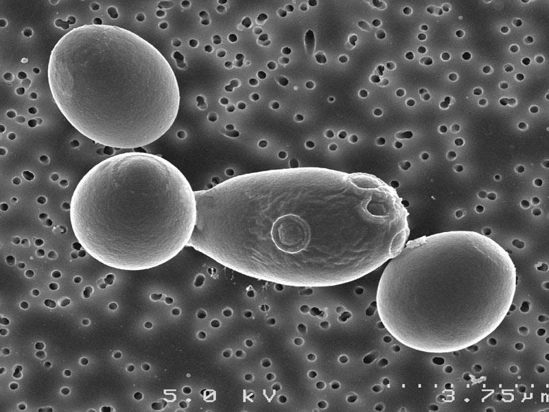 Saccharomyces boulardii Es considerada una levadura migratoria en el intestino humano, lo cual significa que no establece