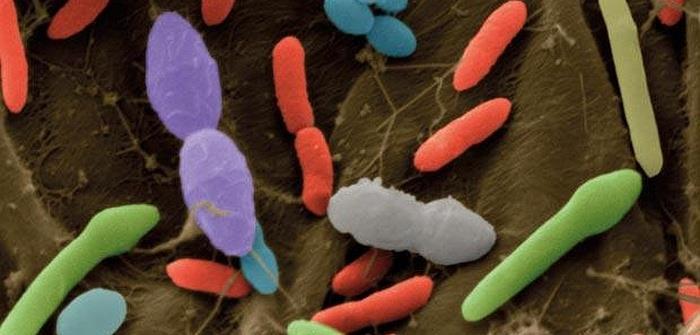 Ciertos microorganismos actúan como neutralizadores de estos desórdenes, reduciendo el riesgo de la colonización por bacterias patógenas mediante la producción de sustancias antimicrobianas como los