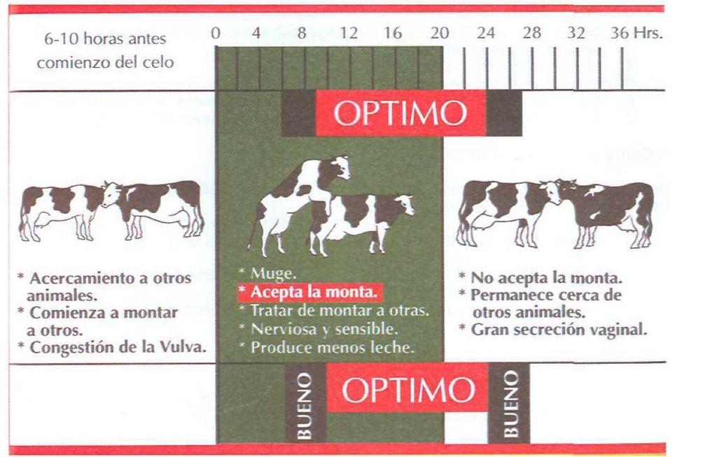 Fases de proestro, estro y metaestro Considerando el periodo de mayor fertilidad de la vaca registrado como "optima", el
