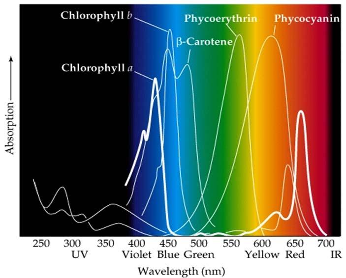 La clorofila no está sola Pigmentos adicionales participan en