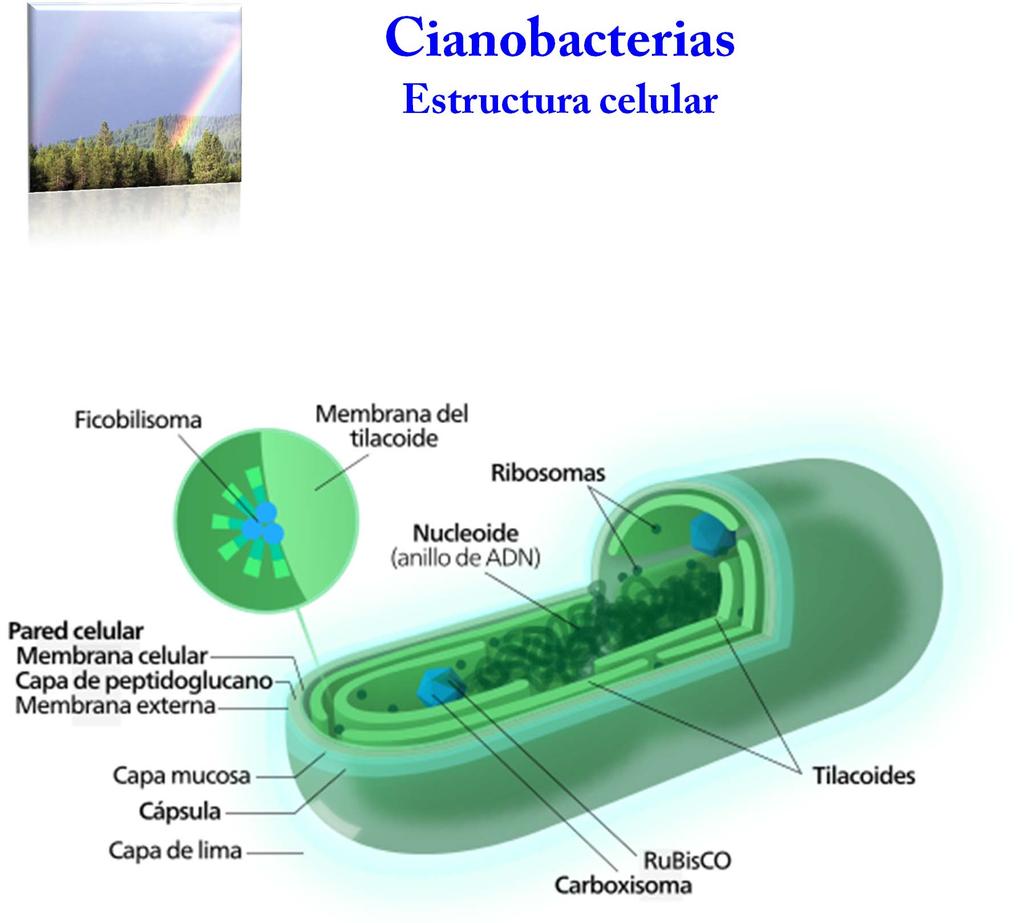 Cianobacterias Estructura celular Cianobacterias: Phylum de bacterias capaces de realizar fotosíntesis para obtener energía.