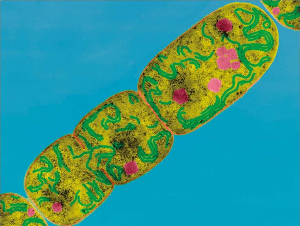 Sin embargo, muchas especies de cianobacterias presentan pliegues de sus membranas externas (tilacoides fotosíntesis).
