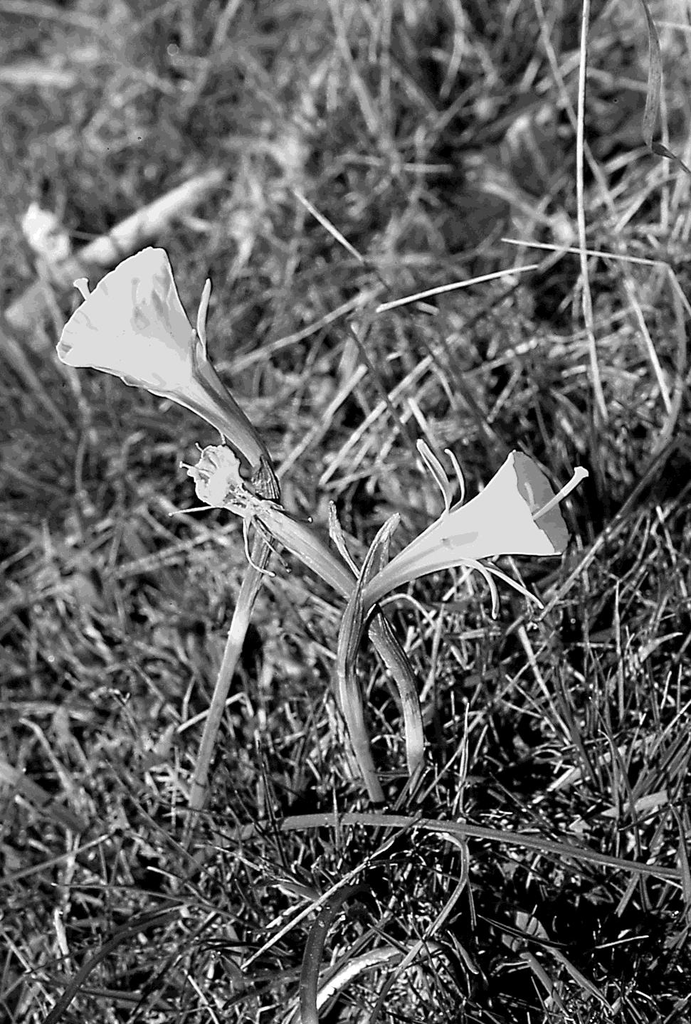 Sobre la flora de la Comarca del Jiloca (XII) Narcissus bulbocodium, uno de los narcisos más extendidos por la comarca, con sus características flores en trompeta. 25. SCHOENUS nigricans L.