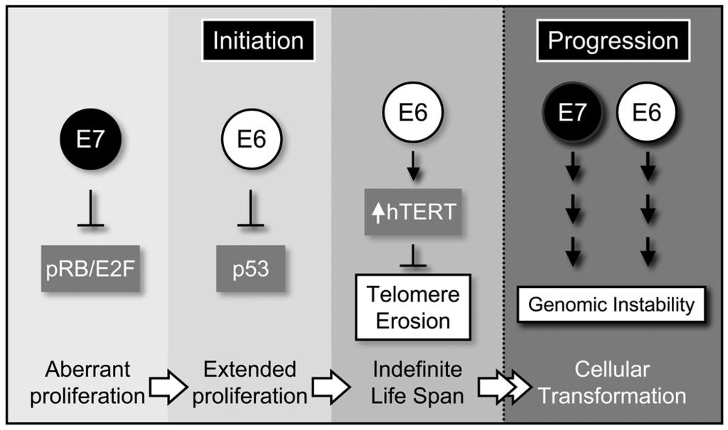 I-INTRODUCCION Ilustración 7.Esquema de las bases moleculares de la transformación oncogénica celular por VPHs de alto riesgo.