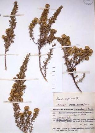 L. J. Novara. Asteraceae.