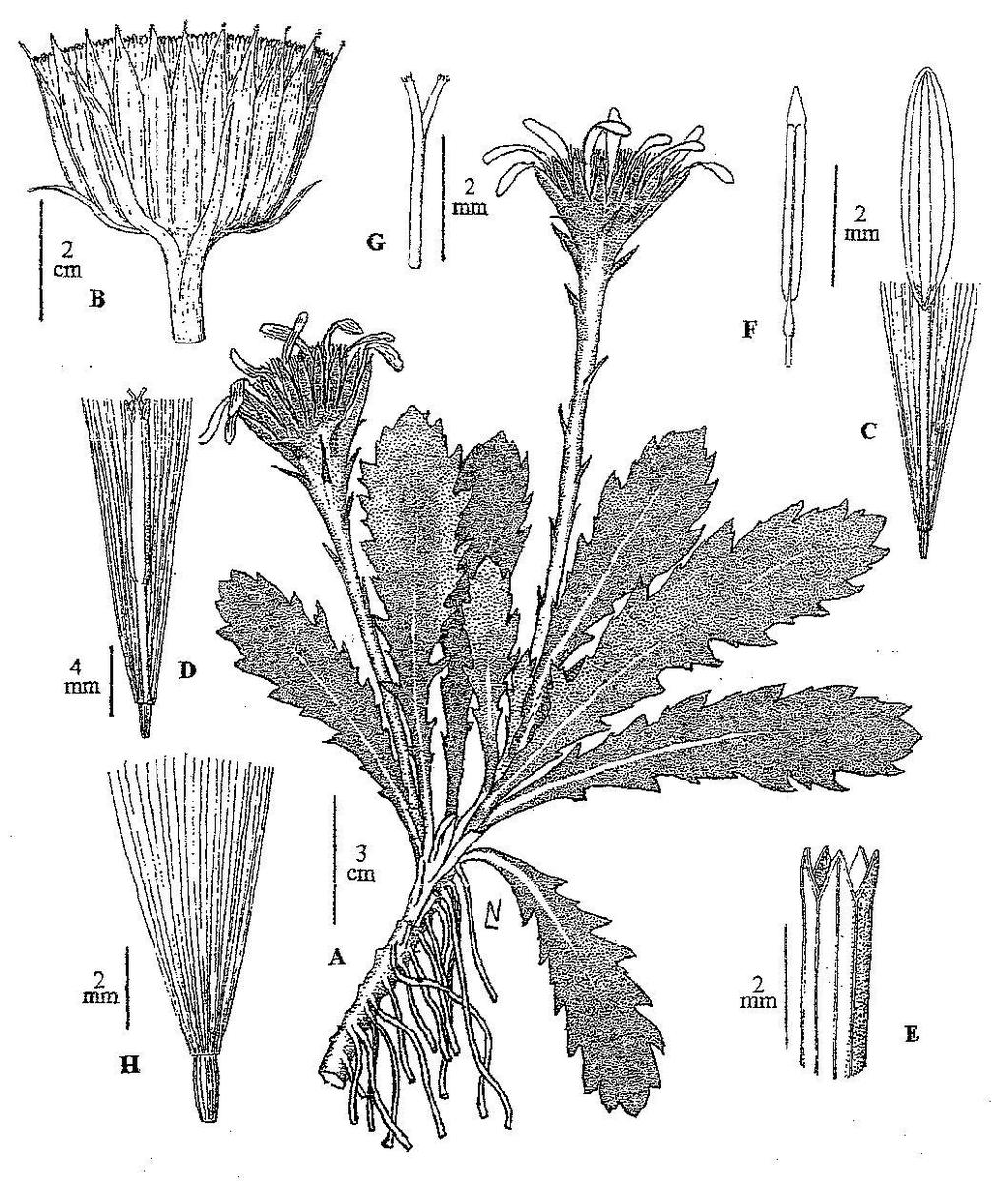 L. J. Novara. Asteraceae. Senecioneae 35 Lám. 9. Senecio breviscapus.