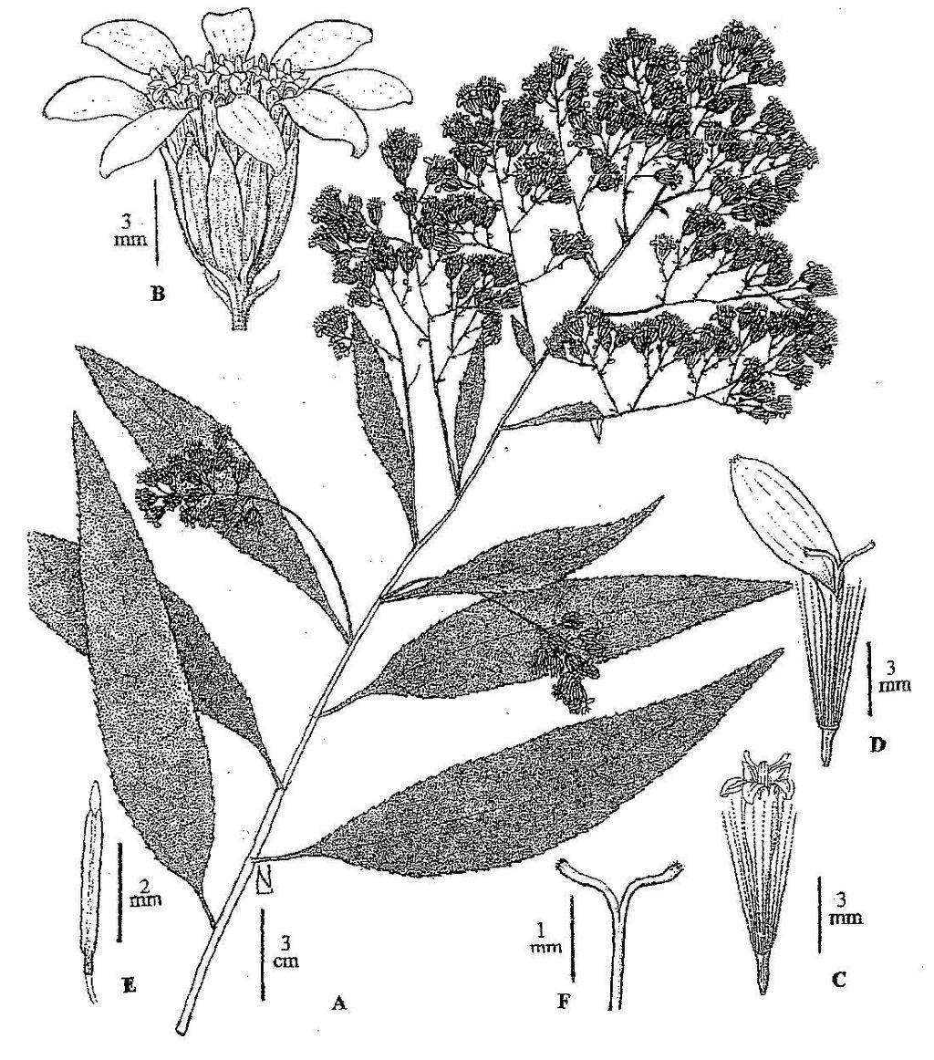 46 Flora del valle de Lerma Lám. 12. Senecio peregrinus.