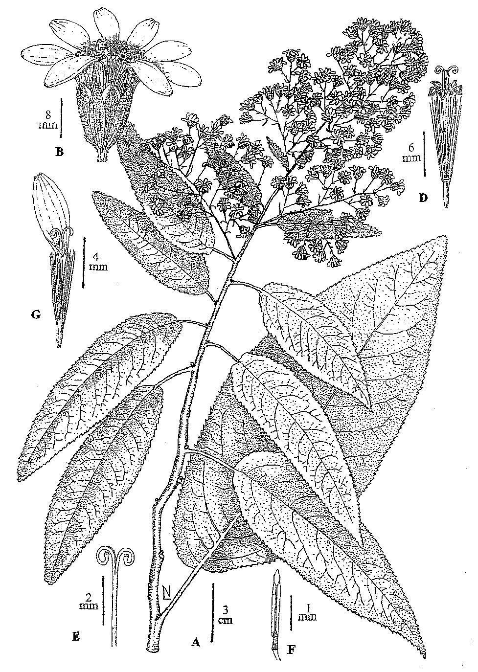 L. J. Novara. Asteraceae. Senecioneae 49 Lám. 13. Senecio bomanii.