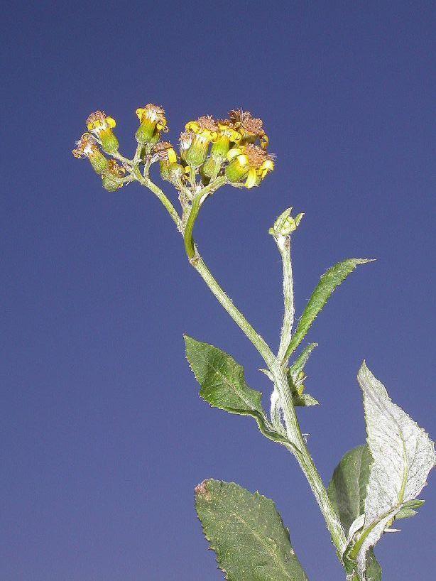 L. J. Novara. Asteraceae. Senecioneae 53 Foto 21.