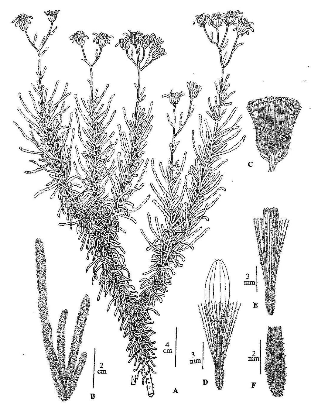 54 Flora del valle de Lerma Lám. 15. Senecio argophylloides.