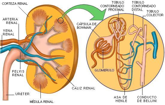 INTRODUCCIÓN Cuando hablamos de función renal A qué nos referimos?