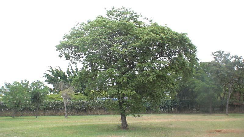Guazuma ulmifolia Árbol mediano o arbusto, caducifolio, de 2 a 15 m (hasta 25 m) de altura, con un diámetro a la altura del pecho de 30 a 40 cm (hasta