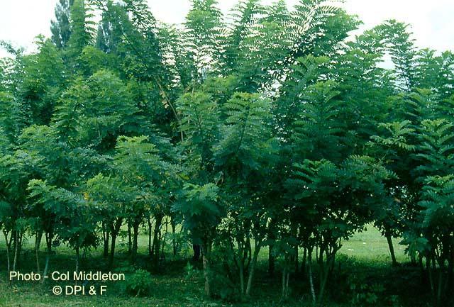Gliricidia sepium Arbol, arbusto caducifolio, de 2 a 15 m (hasta 20) m de altura, con un diámetro a la altura del pecho entre 25 y 60 cm, normalmente más pequeño.