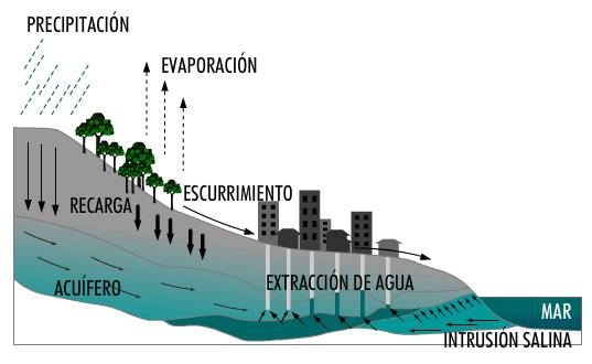 Ilustración que muestra la salinización del agua de un acuífero por intrusión de agua procedente del mar Las consecuencias de la salinización del suelo son la perdida de su fertilidad.