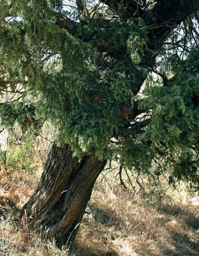 Enebro de La Torre Gallarín II Juniperus oxycedrus Singularidad JAÉN NOALEJO Al igual que en su homónimo es el tamaño el que le hace caracterizarse como singular, pero a diferencia de él presenta