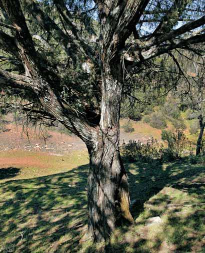 Enebro de Los Posadillas Juniperus oxycedrus Singularidad JAÉN SANTA ELENA El Enebro de Los Posadillas es otro magnífico ejemplo de especie arbustiva con porte completamente arbóreo, destacándose por