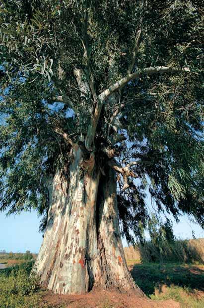 El tronco muestra un contorno ondulado y su grosor de casi 7 metros le hace ser el más grueso de los inventariados en la provincia de Jaén.