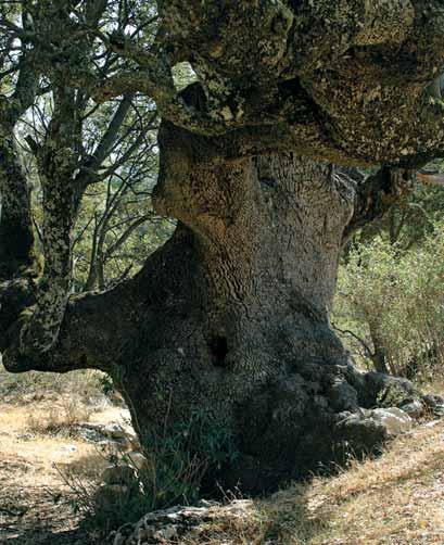 Encina Gorda del Cañuelo Quercus ilex subsp. ballota Singularidad JAÉN CAZORLA La Encina Gorda del Cañuelo merece la nominación de árbol singular por sus dimensiones.