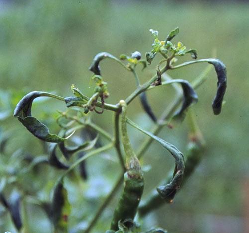 Sintomatología del ácaro blanco del invernadero en plantas de pimiento Los eriófidos son ácaros fitófagos que presentan una gran cantidad de especies que pueden producir daños importantes y