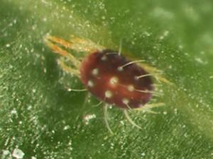 - Panonychus citri: le afecta mucho el calor por lo que es más frecuente en invierno y otoño.