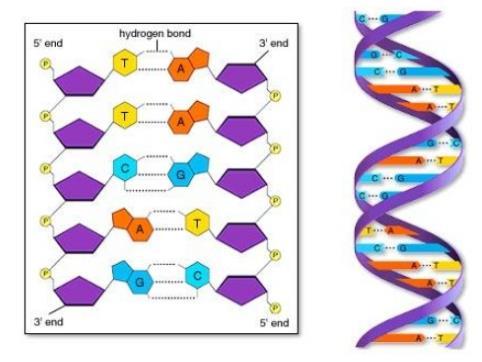 D. Ácidos nucleicos. DEPARTAMENTO DE FÍSICA Y QUÍMICA En estas macromoléculas se almacena la información genética que se transmite de padres a hijos.