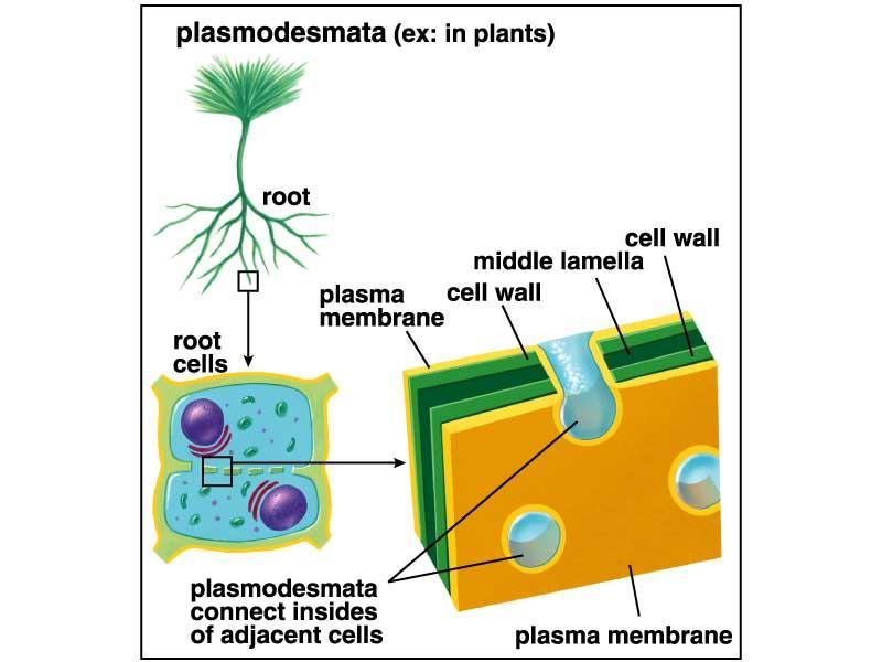Plasmodesmos Son aberturas en las paredes de células vegetales adyacentes, forradas con membrana plasmática y llenas de citoplasma.