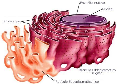 ORGANELOS DE MEMBRANA SIMPLE. 1. RETICULO ENDOPLASMATICO A. RER: Sistema de membranas formadas por vesículas que se originan a partir de la envoltura nuclear.