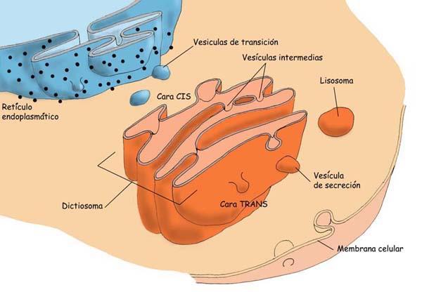 3. APARATO DE GOLGI Está formado por sacos membranosos aplanados y apilados (dictiosomas), provenientes del RE.