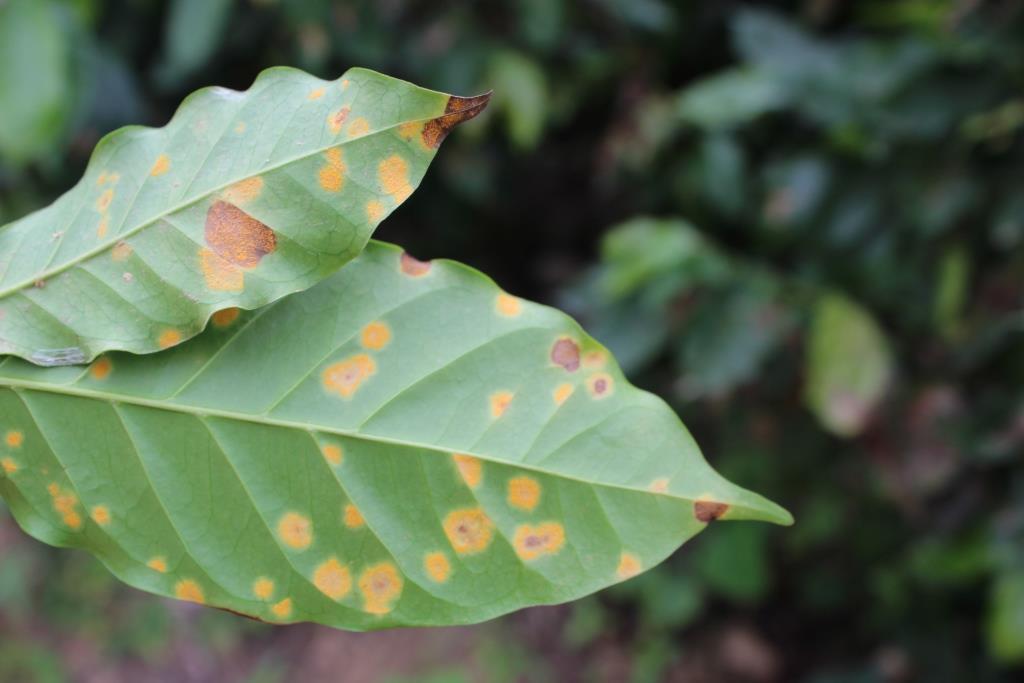 INTRODUCCION La roya amarilla del cafeto es causada por el parasito obligado Hemileia vastatrix, considerada la enfermedad más importante de este cultivo.